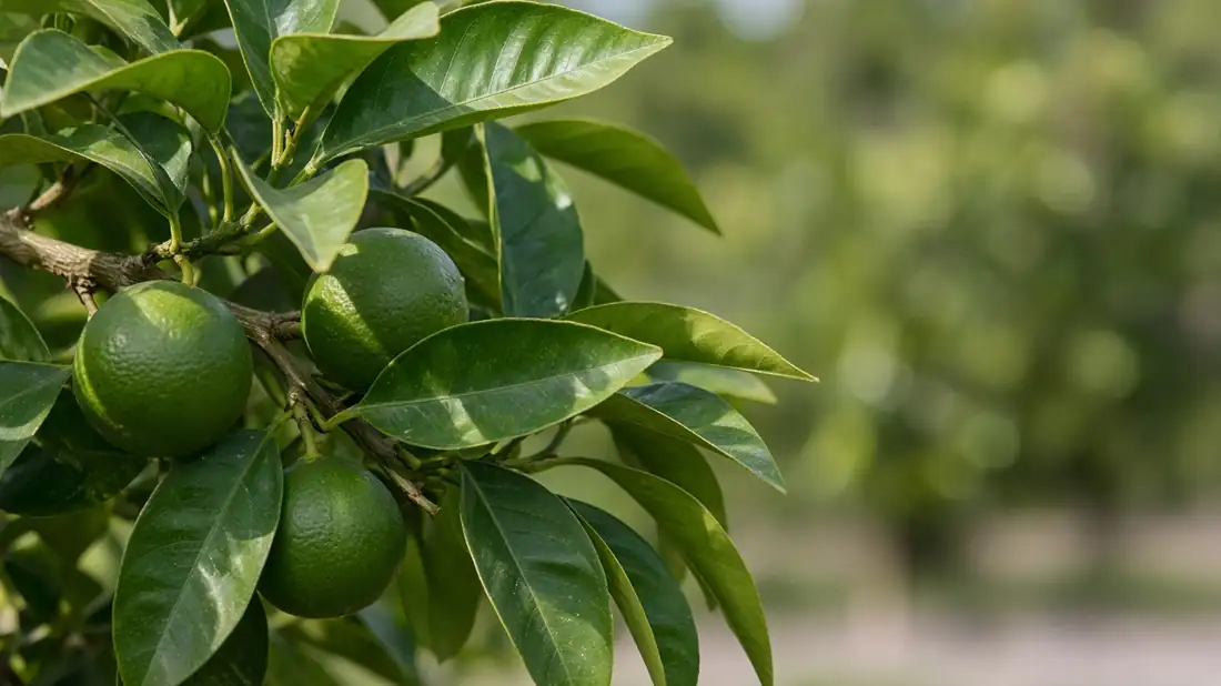 Citrus fruit on the branch